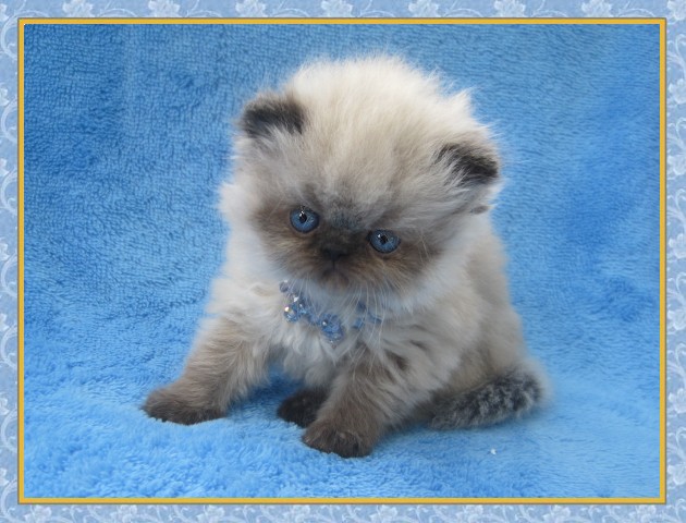 New Jersey Himalayan Kittens for sale