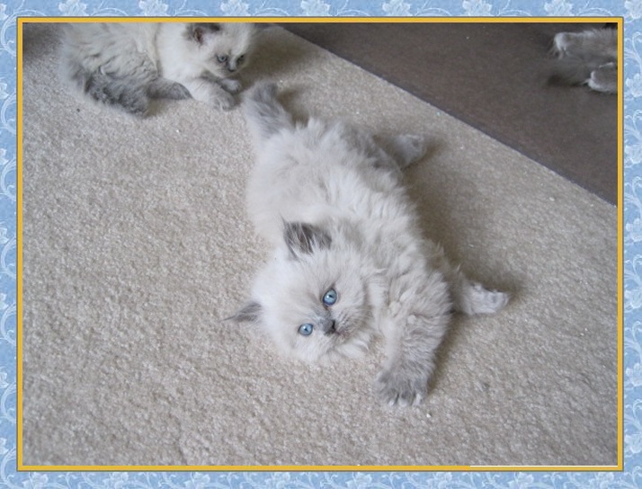 Himalayan blue point kittens