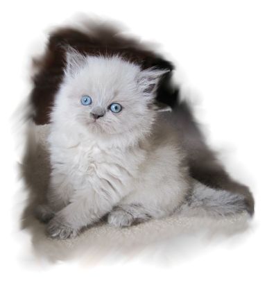 KaristaKats blue eyed Himalayan blue point kitten