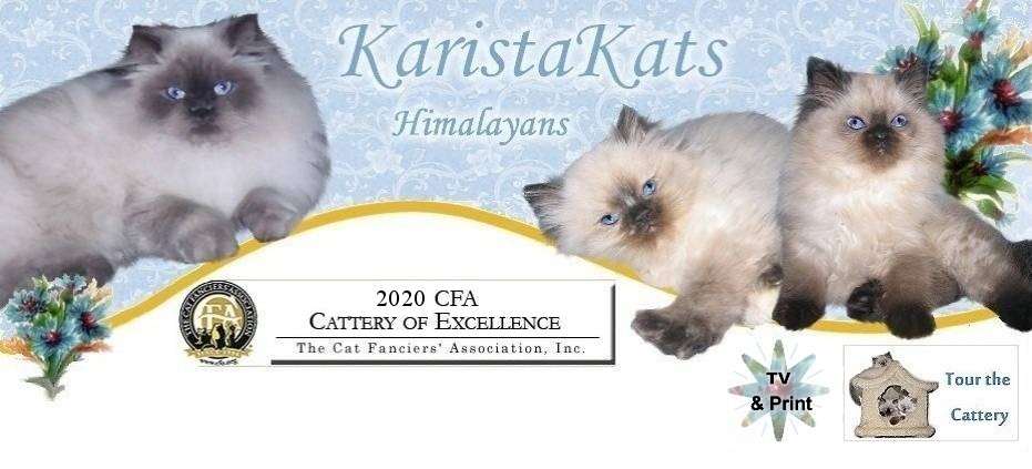 KaristaKats Cattery - home of CFA  Himalayan kittens, New Jersey 