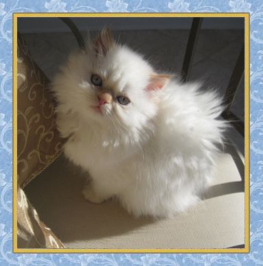 Khloe - Flame Point Himalayan