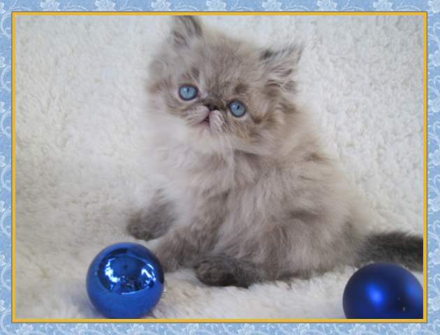 Himalayan kittens for sale