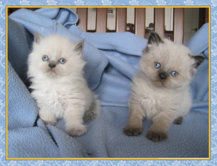 imalayan blue & chocolate point kittens