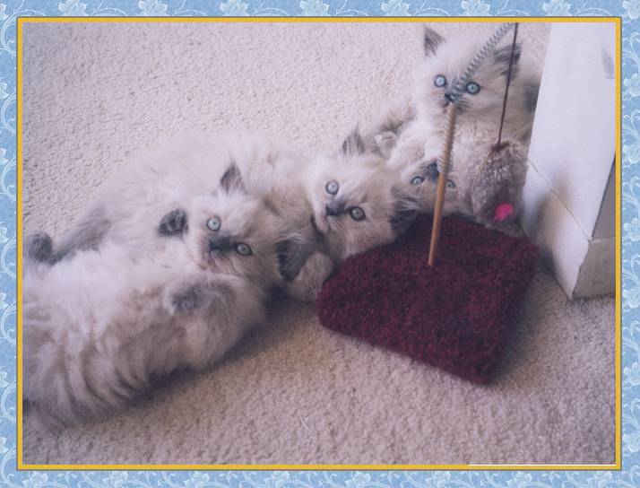 Himalayan blue point kittens