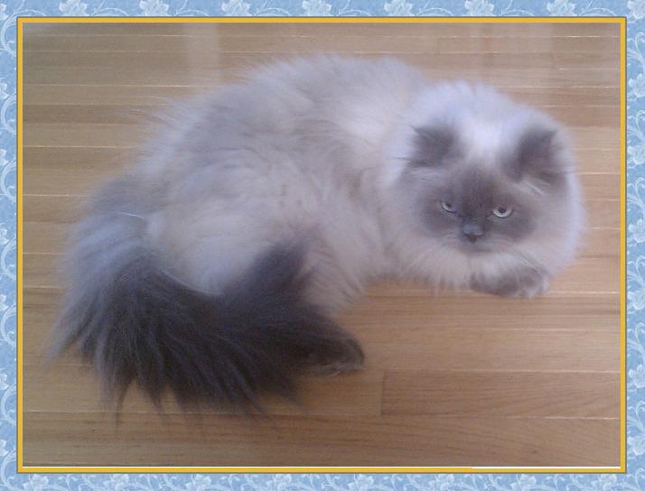 Himalayan Bluepoint 1 year old adult female