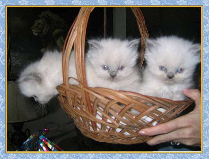Himalayan kittens in a basket