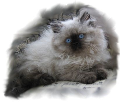 KaristaKats blue eyed Himalayan seal point kitten